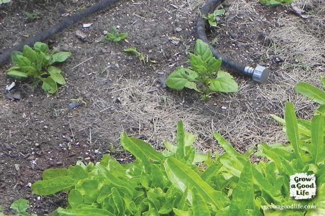 new zealand spinach seedlings