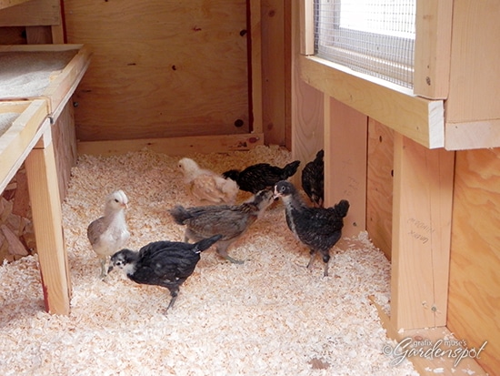 Chicks Move to the Coop