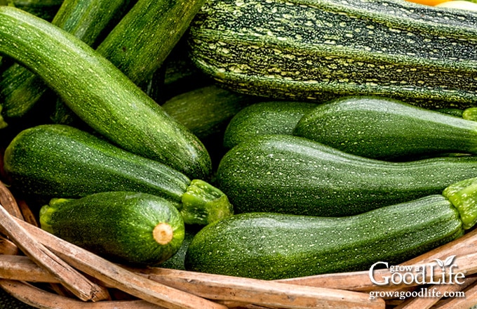 A basket filled with fresh green zucchini for making bread and butter zucchini pickles.