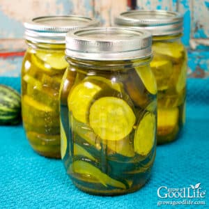 Jars of home-canned bread and butter zucchini pickles filled with sliced zucchini in golden brine.