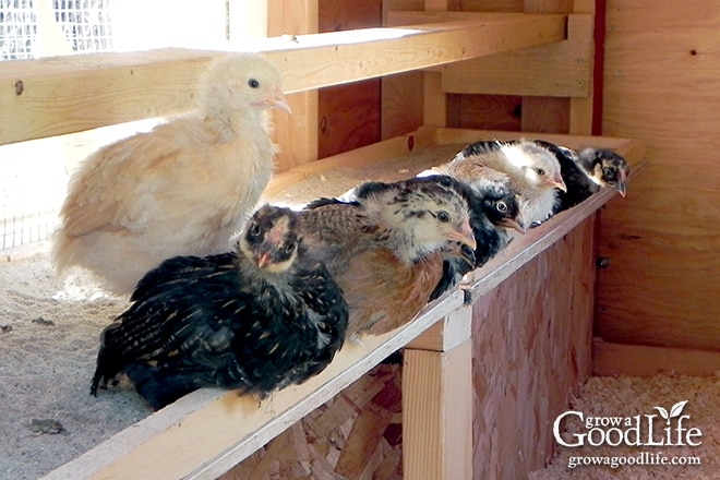 At the end of May 2013 we added seven fluffy day old chicks to the homestead. With very little building knowledge or skills, we managed to construct a coop and pen and provide the girls with a safe and dry place to live.