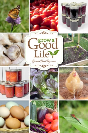 Grow a Good Life documents our journey to live a more self-sufficient life. Along the way, I write about our experiences growing our own food, backyard chickens, preserving the harvest, and living a simple life in rural Maine. You too can Grow a Good Life! The journey begins with one step…one act…one decision that can lead you to a more fulfilling lifestyle of self-sufficiency, control over the foods you eat, and the overall quality of life that you live. Visit growagoodlife.com to get started.