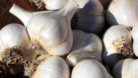 Basket of garlic bulbs prepared for fall planting in the vegetable garden.