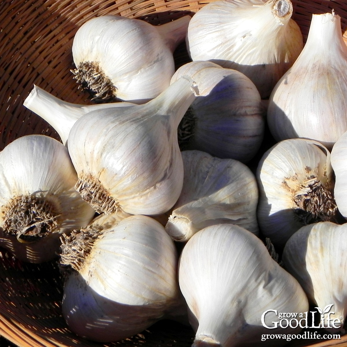 Basket of garlic bulbs prepared for fall planting in the vegetable garden.
