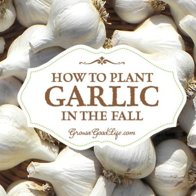 Garlic is one of the easiest crops you can grow in your garden. It is a long season crop with a unique growing pattern compared to other garden crops. Garlic is planted in fall in order to give it a head start and enough time to produce a larger bulb.