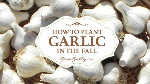 Garlic is one of the easiest crops you can grow in your garden. It is a long season crop with a unique growing pattern compared to other garden crops. Garlic is planted in fall in order to give it a head start and enough time to produce a larger bulb.