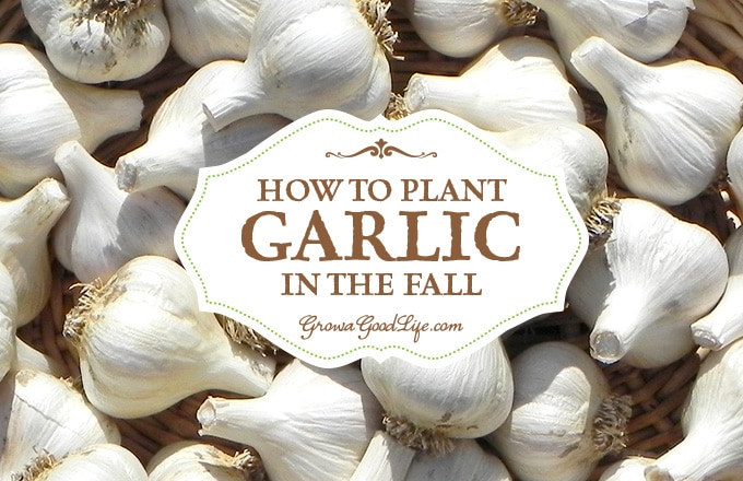 Planting Garlic in the Fall Garden