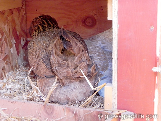 nest_box - Grow a Good Life