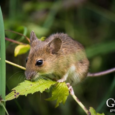 It is common for mice to seek out a warm place for winter. Often times, they find their way into your home. Here are some tips to keep mice out of your kitchen.