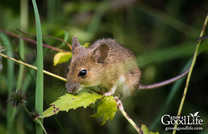 Rodents are looking for winter warmth. Here's how to keep them out of your  home