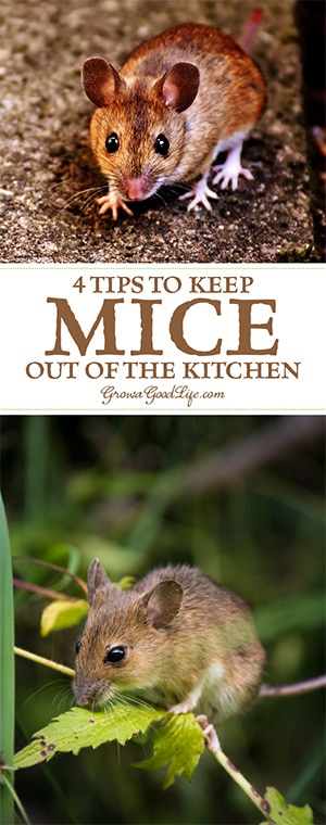 How to Keep Mice Away For Good