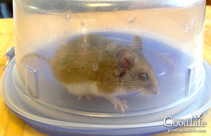 4 Tips To Keep Mice Out Of Your Kitchen