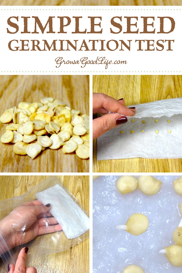 How To Test Seeds For Germination