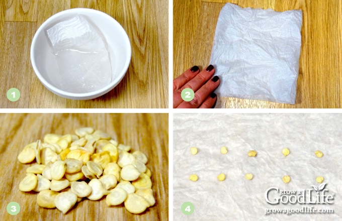 How To Do A Seed Germination Test