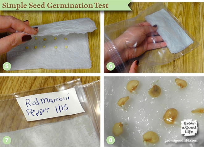 How To Do A Seed Germination Test