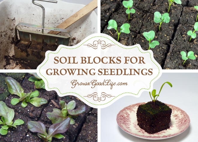 Transplanting seedlings grown in soil blocks is easy with no damage to the roots allowing the seedlings establish quickly into the surrounding soil.