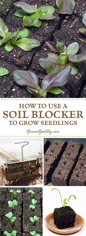 Have you heard of using soil bocks for growing seedlings? A soil block is a cube of lightly compressed soil and nutrients that will grow one transplant. Learn more about using soil blocks for growing seedlings Have you heard of using soil bocks for growing seedlings? A soil block is a cube of lightly compressed soil and nutrients that will grow one transplant. Learn more about using soil blocks for growing seedlings