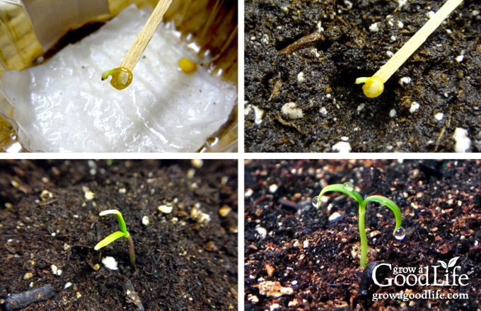 photos showing the transfer of a pre sprouted seed to a planting pot