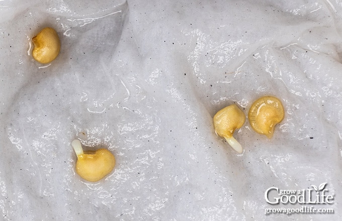 pepper seeds sprouting on damp paper towels