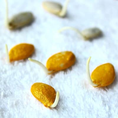 photo of germinating pumpkin seeds on a white towel