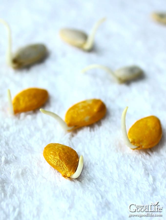 photo of germinating pumpkin seeds on a white towel
