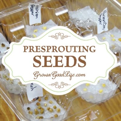 One of the most frustrating things about starting seeds is waiting for them to emerge from the soil. Pre-sprouting seeds germinates seeds before planting.