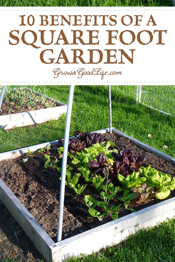 If you are just starting a garden or want to expand your growing space, the Square Foot Gardening method is worth considering. The beds are easy to build with no digging or tilling required. Read on for 10 benefits of square foot gardening.