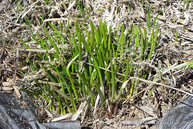 chives