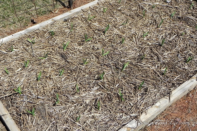 garlic_bed