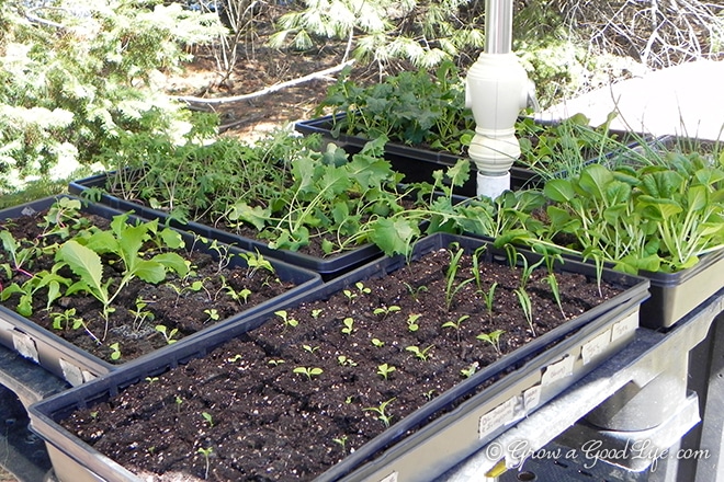 seedlings_outside