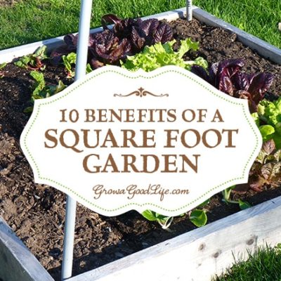 If you are just starting a garden or want to expand your growing space, the Square Foot Gardening method is worth considering. The beds are easy to build with no digging or tilling required. Read on for 10 benefits of square foot gardening.