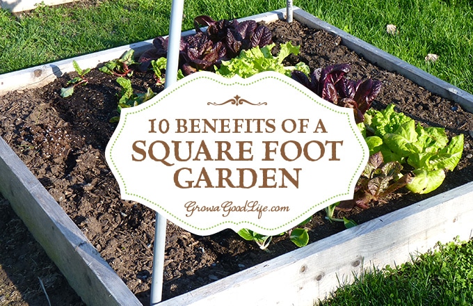 If you are just starting a garden or want to expand your growing space, the Square Foot Gardening method is worth considering. The beds are easy to build with no digging or tilling required. Read on for 10 benefits of square foot gardening.