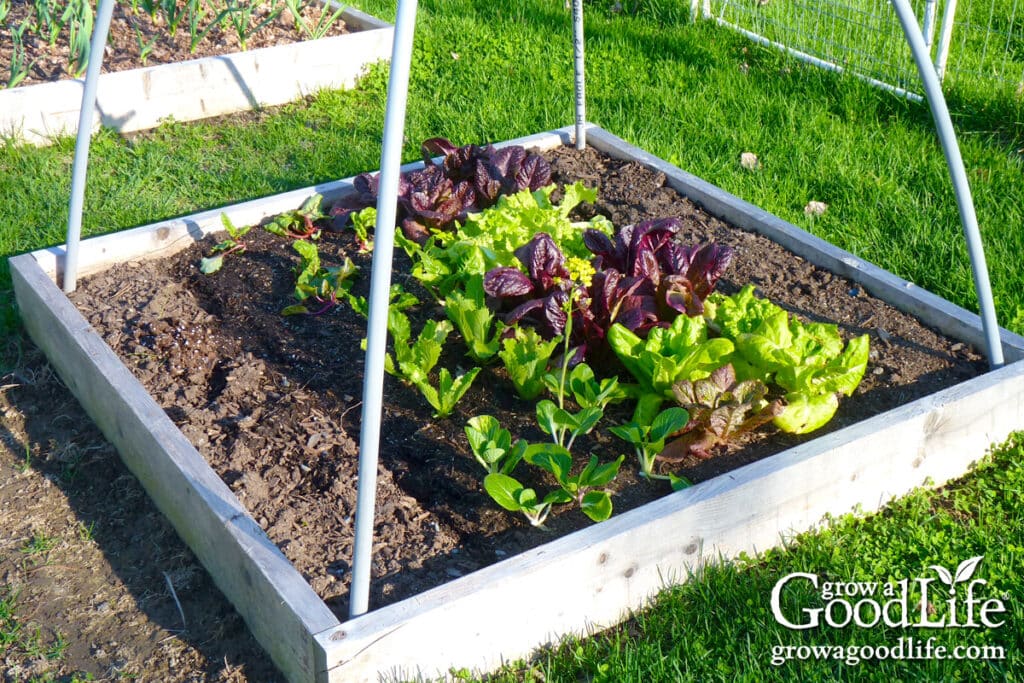 4×4 square foot garden bed planted with lettuce and leafy greens.