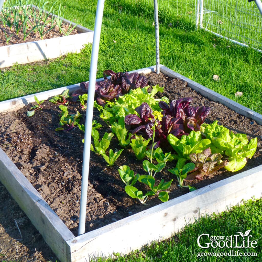 4×4 square foot garden bed planted with lettuce and leafy greens.