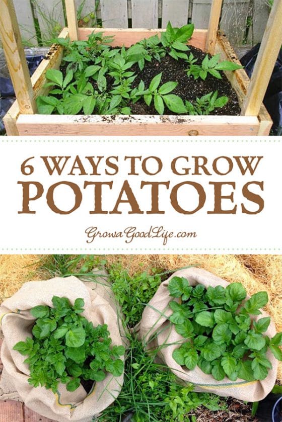 6 Ways To Grow Potatoes