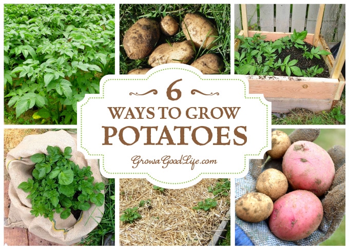 Potato Grow Bag Experiment 