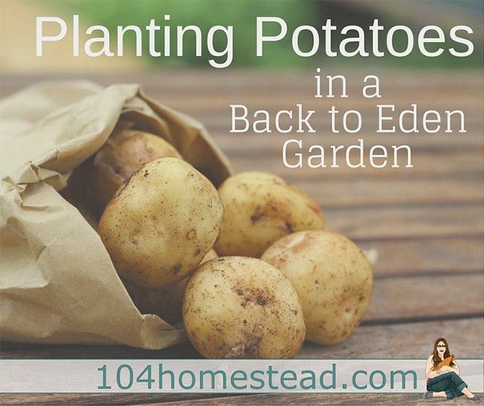 Planting Potatoes in a Back to Eden Garden by The 104 Homestead