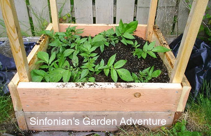 If you are short on gardening space, growing your potatoes above ground in bins, cages, or towers are a great way to grow an abundance of potatoes in a very limited space.