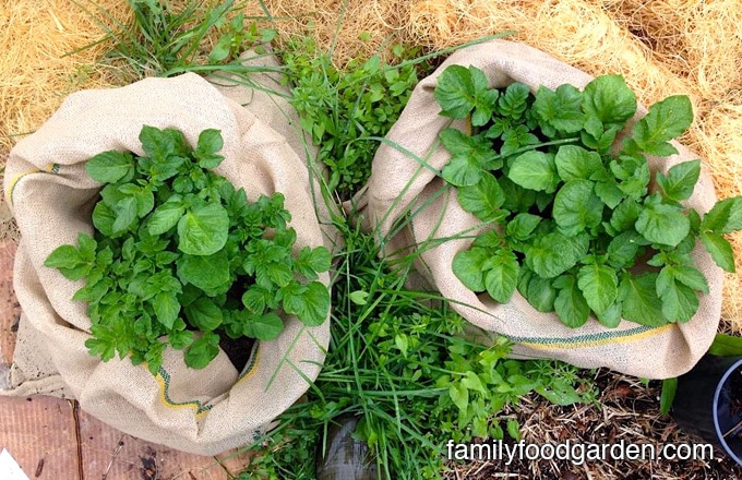 Growing potatoes in containers seem to be more successful than the large above ground potato bins. The smaller containers are much easier to care for and keep up with watering. Harvesting the potatoes grown in containers is a snap, too — instead of digging you just dump out the soil and there they are!