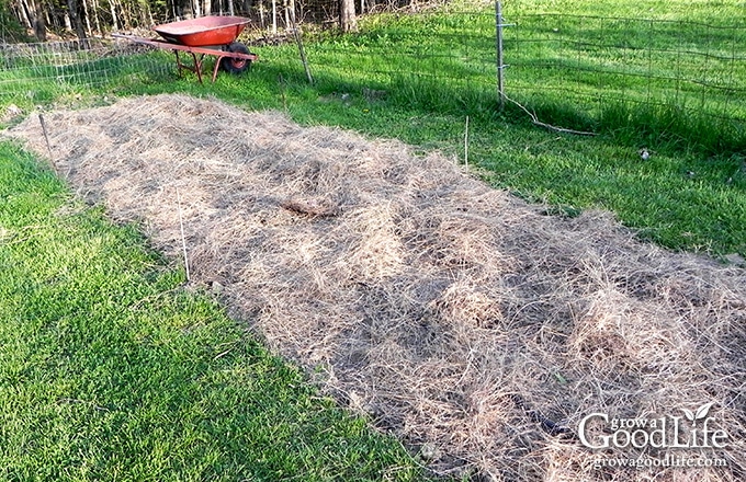 Growing potatoes in mulch requires no digging and the potatoes are much cleaner come harvest time.