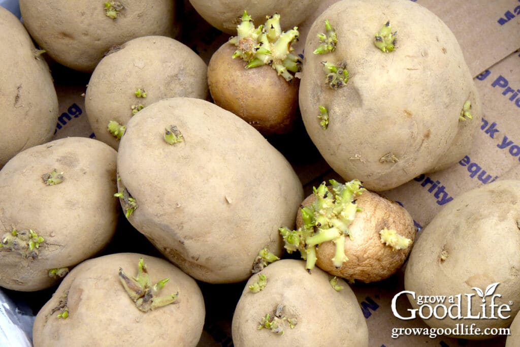 Seed potatoes beginning to sprout with small green shoots emerging from the eyes.
