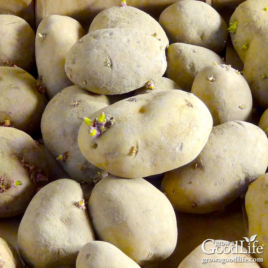 A box of certified seed potatoes ready for planting in a home garden.