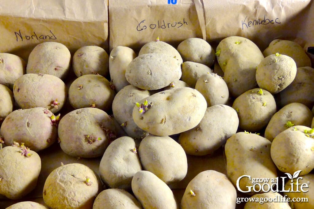 Box of newly purchased certified seed potatoes before sprouting.