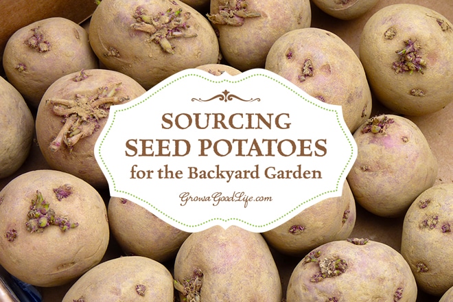 Sourcing Seed Potatoes for the Backyard Garden