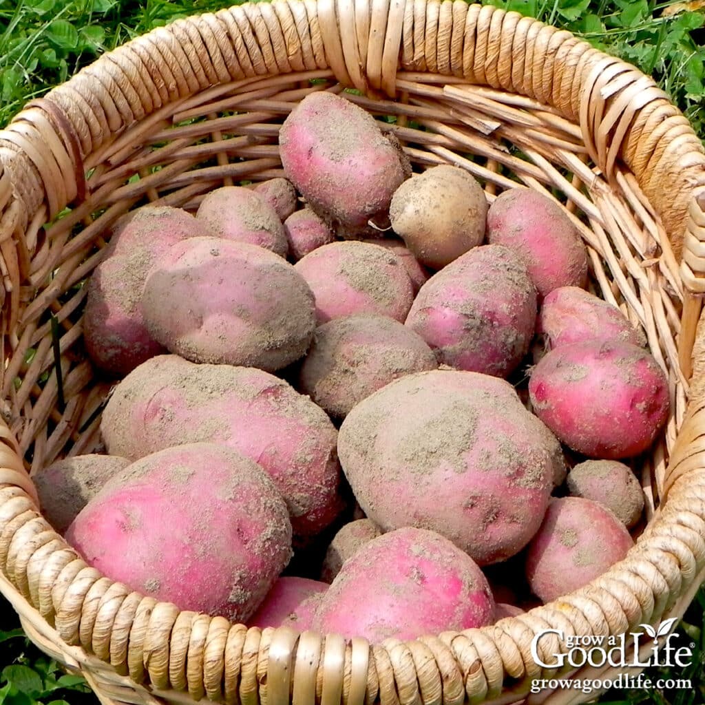 Freshly harvested red potatoes covered in soil in a garden basket.