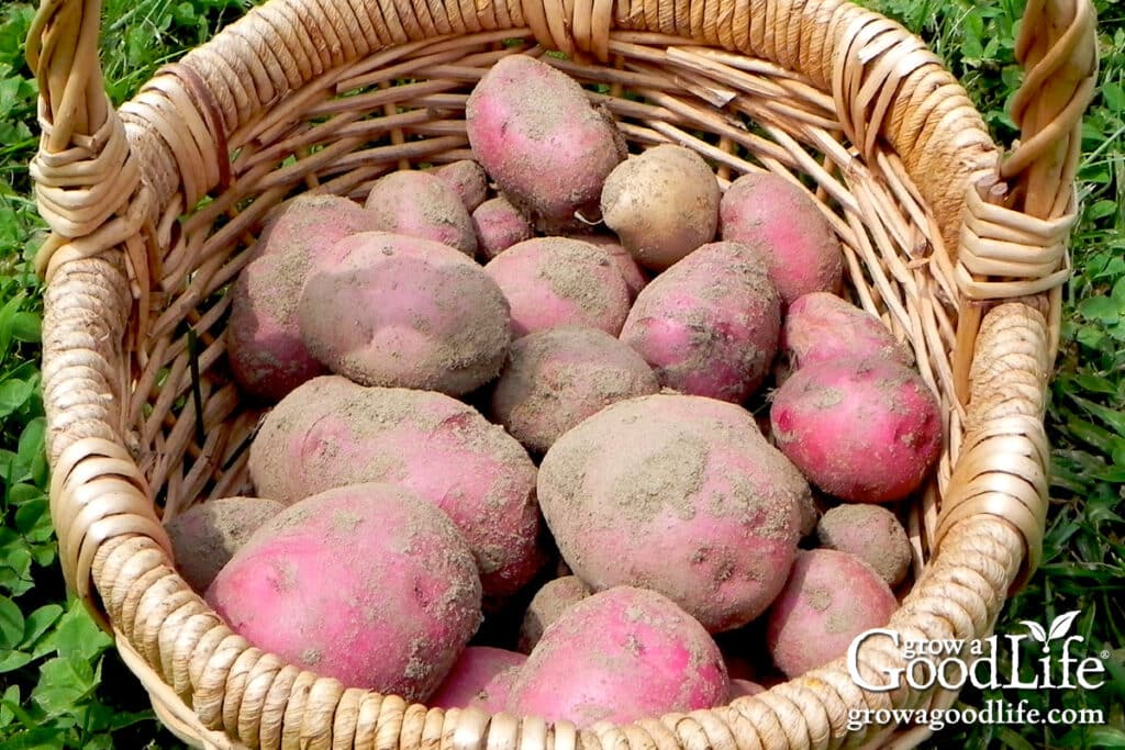 Basket filled with freshly harvested red potatoes ready to be cleaned and cooked.