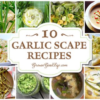 Over 10 Garlic Scape Recipes Curated by Grow a Good Life. The garlic scape is edible and has a lovely, mild garlic flavor with a hint of sweetness. The scape is most tender, with almost an asparagus-like texture when it is curling.