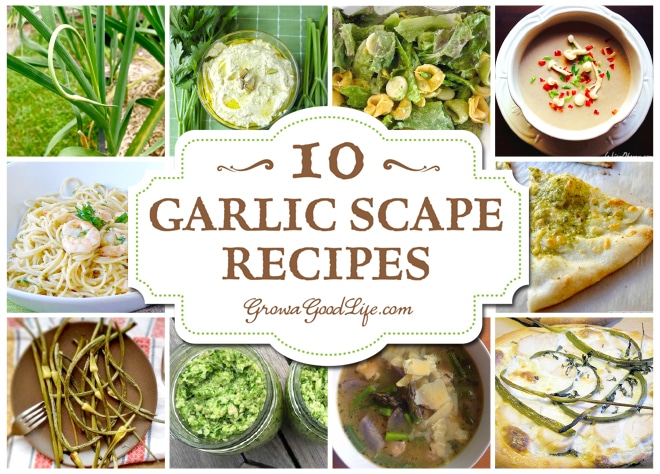 Over 10 Garlic Scape Recipes Curated by Grow a Good Life. The garlic scape is edible and has a lovely, mild garlic flavor with a hint of sweetness. The scape is most tender, with almost an asparagus-like texture when it is curling.