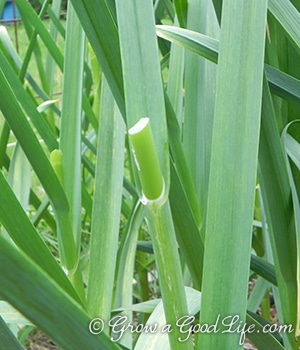  se você crescer alho de pescoço duro você está em um tratamento porque a planta fornece duas colheitas. Algumas semanas antes do bolbo de alho terminar de crescer, você terá uma oportunidade de colher os canos de alho. Estes rebentos com sabor a alho são deliciosos. Veja como é fácil colher canapés de alho e dez maneiras criativas de usá-los.