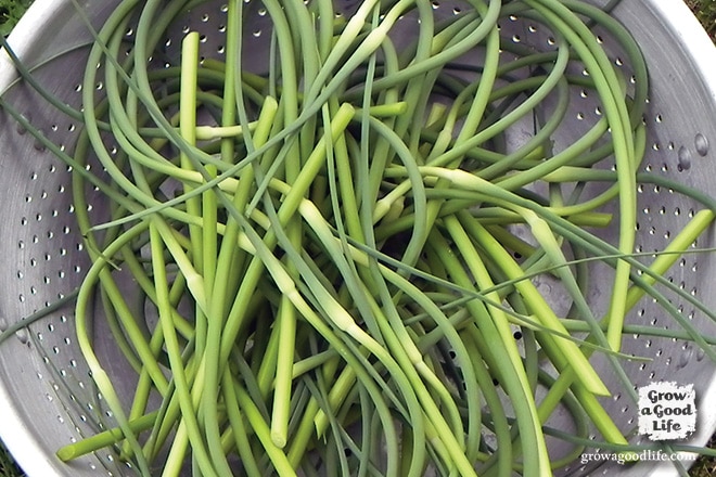  se você crescer alho de pescoço duro você está em um tratamento porque a planta fornece duas colheitas. Algumas semanas antes do bolbo de alho terminar de crescer, você terá uma oportunidade de colher os canos de alho. Estes rebentos com sabor a alho são deliciosos. Veja como é fácil colher canapés de alho e dez maneiras criativas de usá-los.